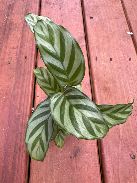 “Calathea Freddie in 3-inch pot with light and dark green striped leaves, compact tropical prayer plant houseplant”