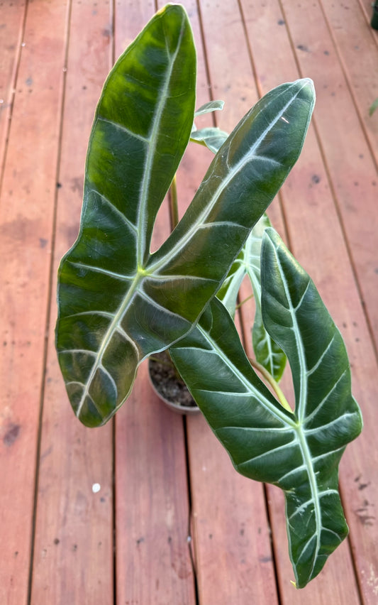 Alocasia Longiloba in 6-inch pot with arrow-shaped green leaves and white veining, bold tropical houseplant