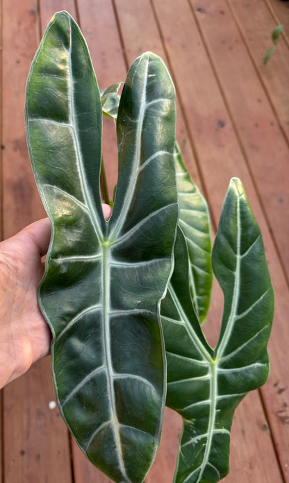 Alocasia Longiloba in 6-inch pot with arrow-shaped green leaves and white veining, bold tropical houseplant