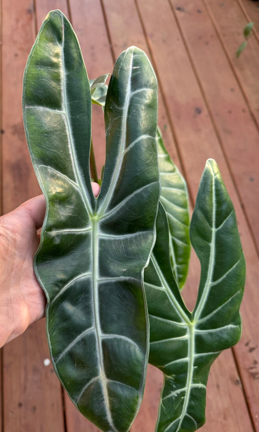 Alocasia Longiloba in 6-inch pot with arrow-shaped green leaves and white veining, bold tropical houseplant