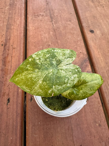 Alocasia Blizzard in 2-inch pot with dark green leaves marbled in frosty white variegation, compact jewel Alocasia houseplant