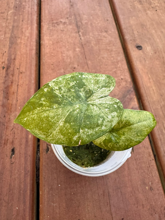 Alocasia Blizzard in 2-inch pot with dark green leaves marbled in frosty white variegation, compact jewel Alocasia houseplant