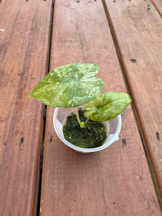 Alocasia Blizzard in 2-inch pot with dark green leaves marbled in frosty white variegation, compact jewel Alocasia houseplant