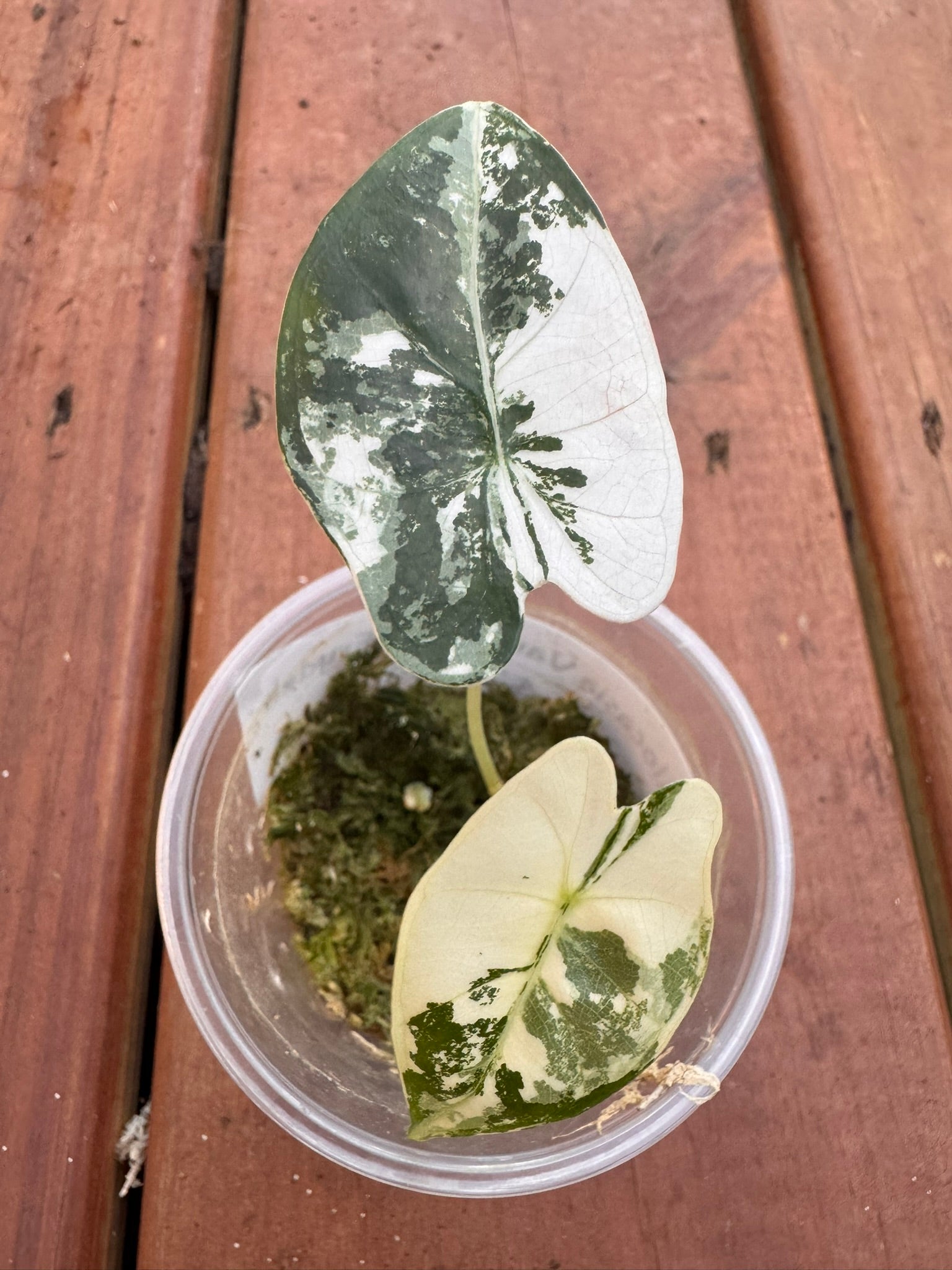 Alocasia Variegated Frydek in 2-inch pot with velvety green leaves striped in white variegation, jewel Alocasia houseplant