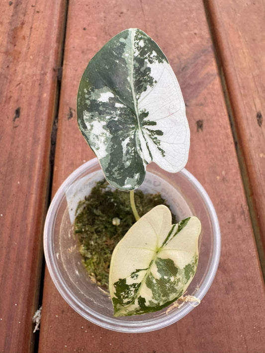 Alocasia Variegated Frydek in 2-inch pot with velvety green leaves striped in white variegation, jewel Alocasia houseplant