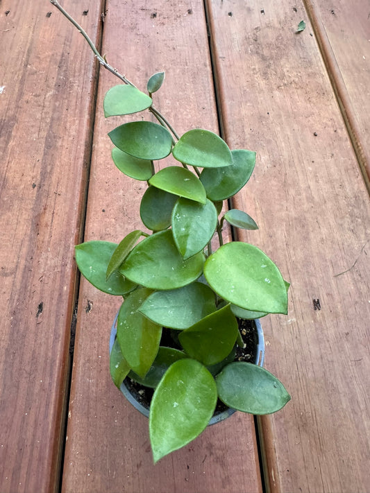 Hoya Chouke in 4-inch pot with thick green leaves splashed with silver speckles, trailing wax plant houseplant