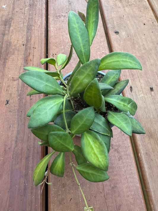 Hoya Variegated Burtoniae in 4-inch pot with fuzzy green leaves edged in cream and pink tones, trailing wax plant houseplant