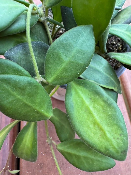 Hoya Variegated Burtoniae in 4-inch pot with fuzzy green leaves edged in cream and pink tones, trailing wax plant houseplant