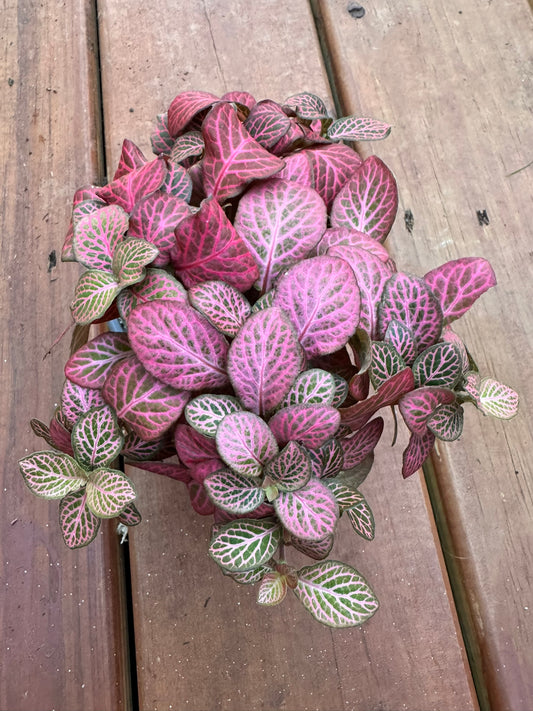 Fittonia Verschaffeltii Pink in 4-inch pot with compact green leaves traced in bright pink veining, tropical nerve plant houseplant