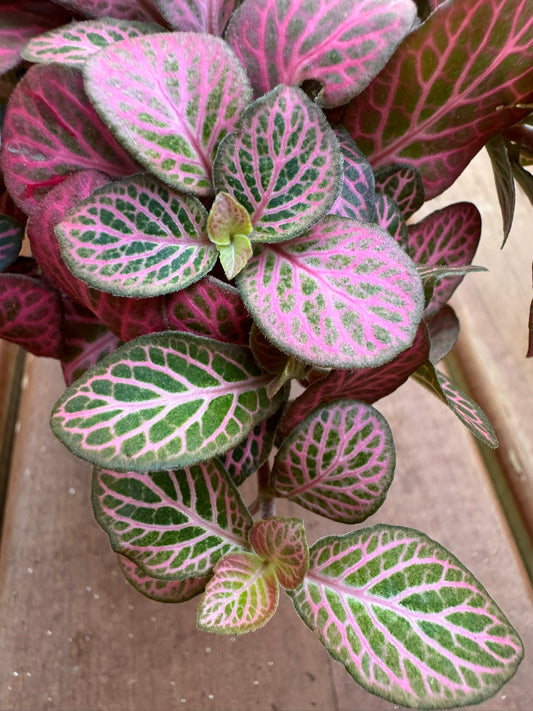 Fittonia Verschaffeltii Pink in 4-inch pot with compact green leaves traced in bright pink veining, tropical nerve plant houseplant