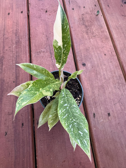 Philodendron Ring of Fire in 4-inch pot with serrated leaves variegated in green, cream, orange, and red, tropical philodendron houseplant