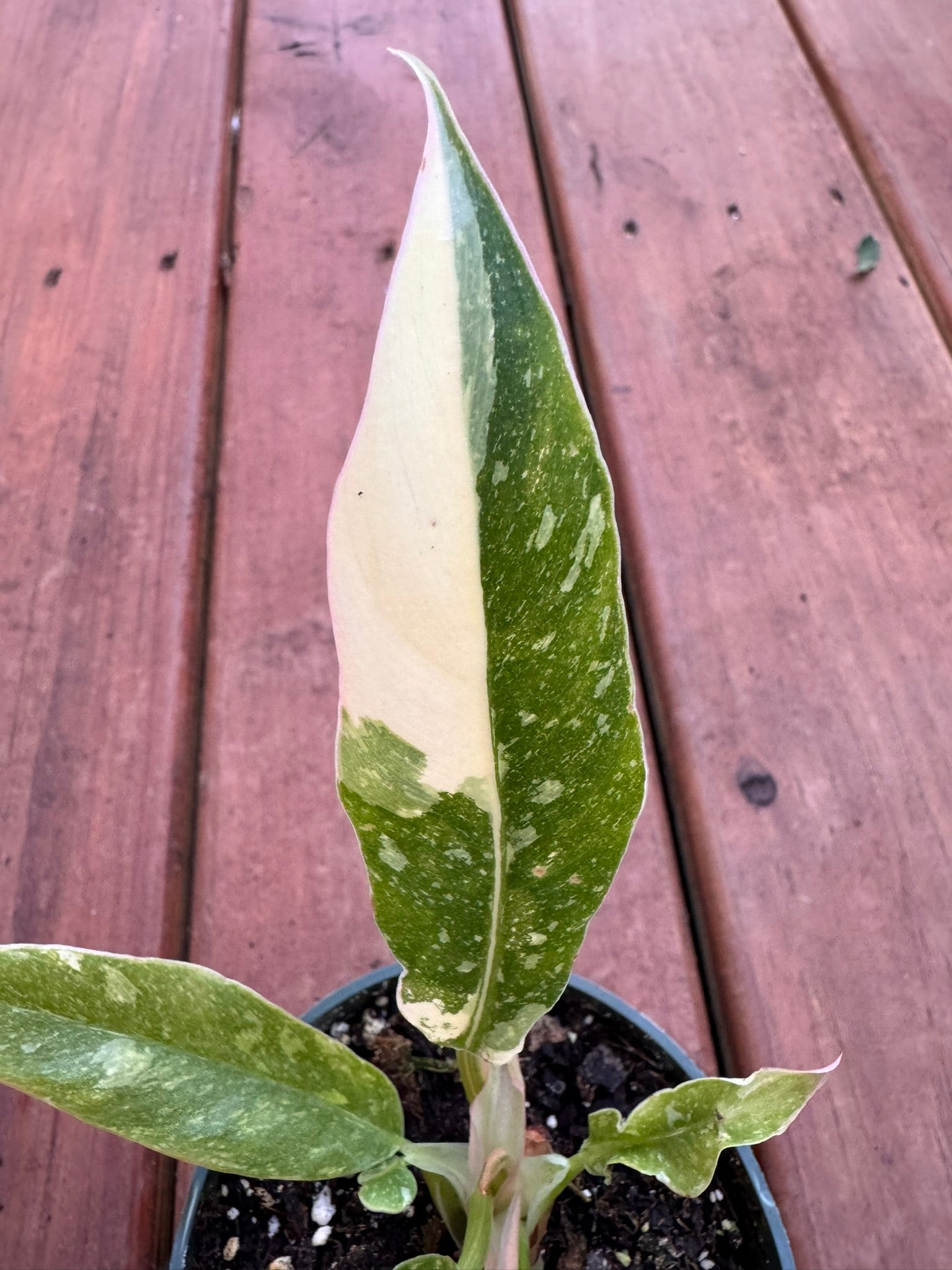 Philodendron Ring of Fire in 4-inch pot with serrated leaves variegated in green, cream, orange, and red, tropical philodendron houseplant