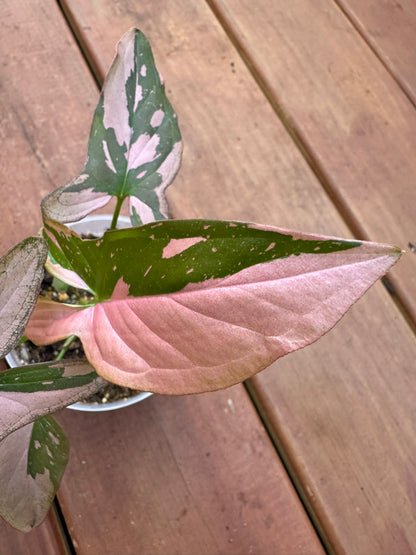 Syngonium Pink Splash in 4-inch pot with arrow-shaped green leaves dusted in pink speckles, tropical arrowhead vine houseplant