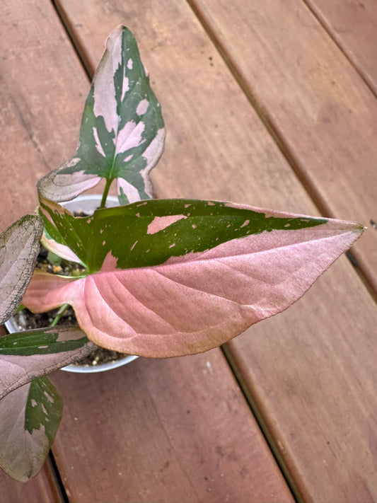 Syngonium Pink Splash in 4-inch pot with arrow-shaped green leaves dusted in pink speckles, tropical arrowhead vine houseplant