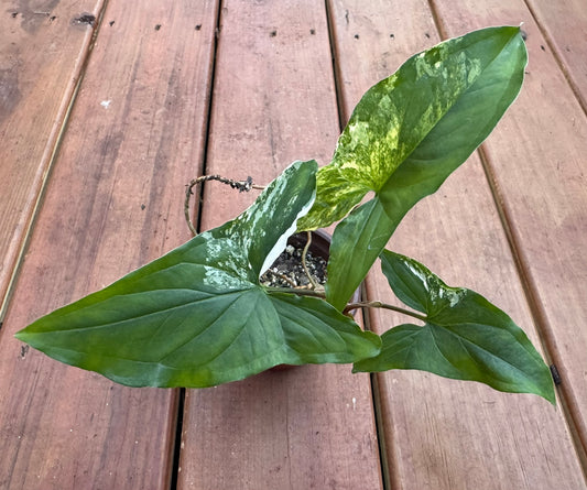 Syngonium Albo in 4-inch pot with arrow-shaped leaves variegated in white and green, tropical arrowhead vine houseplant