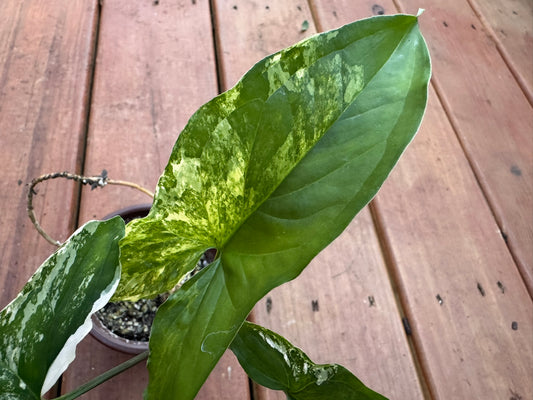 Syngonium Albo in 4-inch pot with arrow-shaped leaves variegated in white and green, tropical arrowhead vine houseplant
