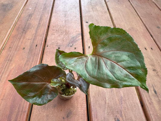 Syngonium Chocolate in 4-inch pot with arrow-shaped leaves in deep chocolate-brown and green, tropical arrowhead vine houseplant