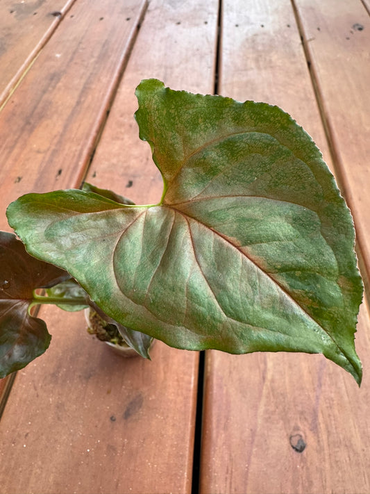 Syngonium Chocolate in 4-inch pot with arrow-shaped leaves in deep chocolate-brown and green, tropical arrowhead vine houseplant