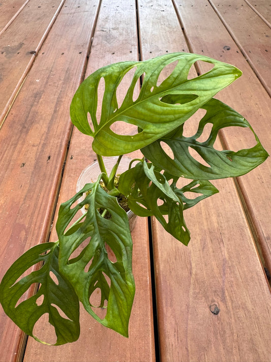 Monstera Adansonii in 4-inch pot with green fenestrated leaves, Swiss Cheese Plant tropical houseplant