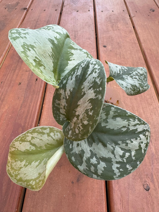 Scindapsus Exotica in 4-inch pot with trailing oversized green leaves speckled in silver, satin pothos houseplant