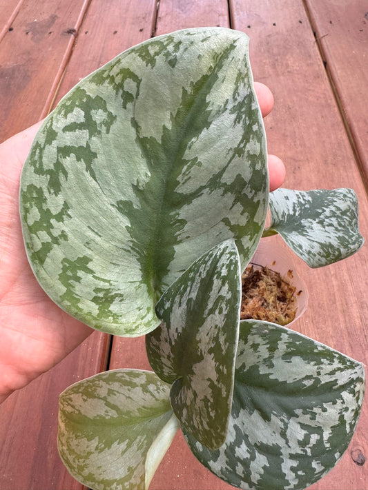 Scindapsus Exotica in 4-inch pot with trailing oversized green leaves speckled in silver, satin pothos houseplant