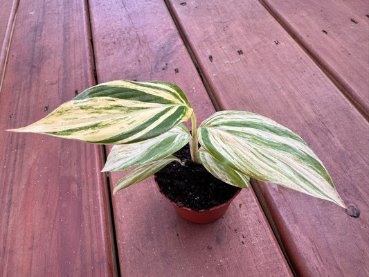 Variegated Ginger in 3-inch pot with long striped green and cream leaves, compact tropical houseplant