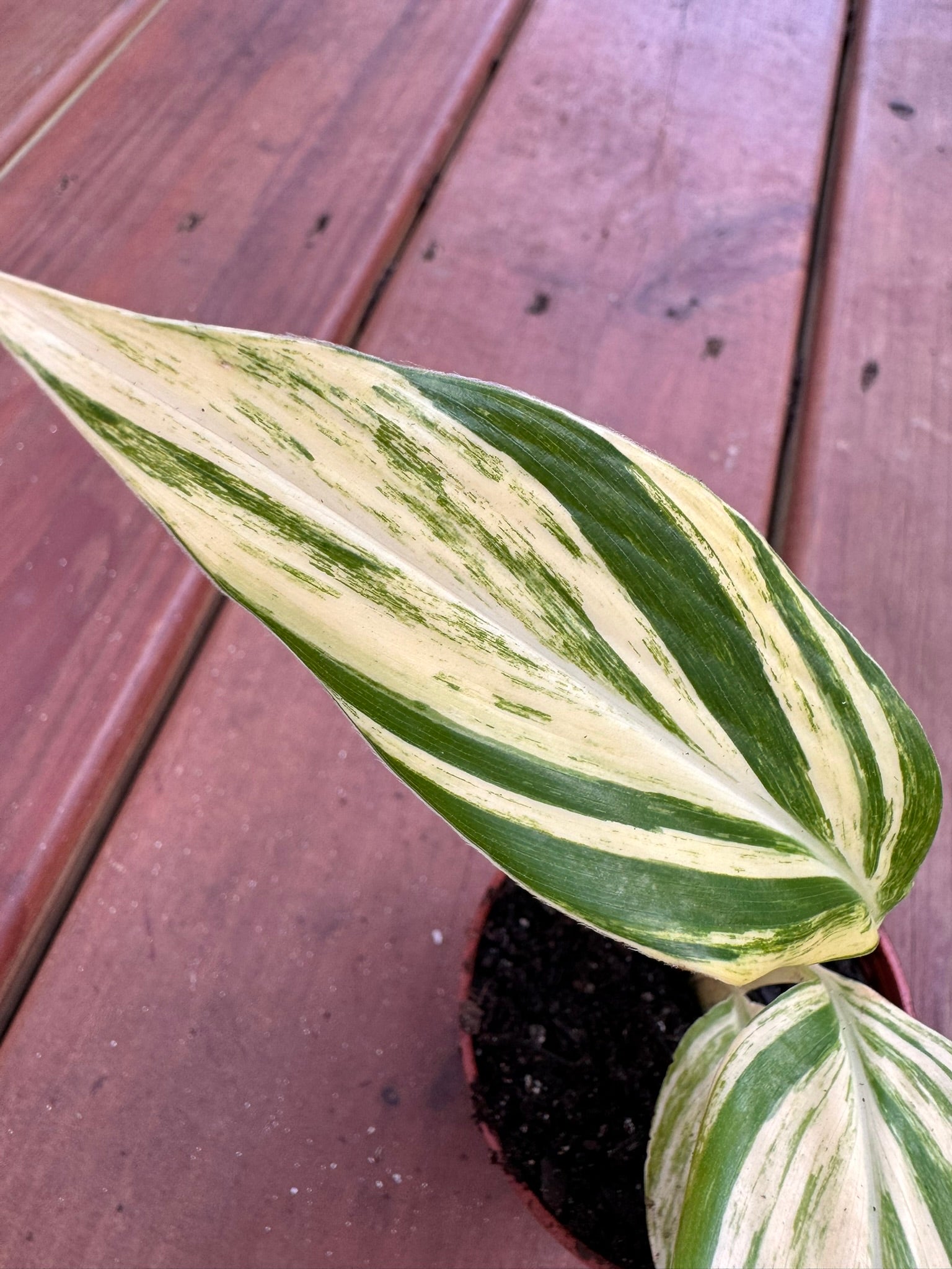 Variegated Ginger in 3-inch pot with long striped green and cream leaves, compact tropical houseplant