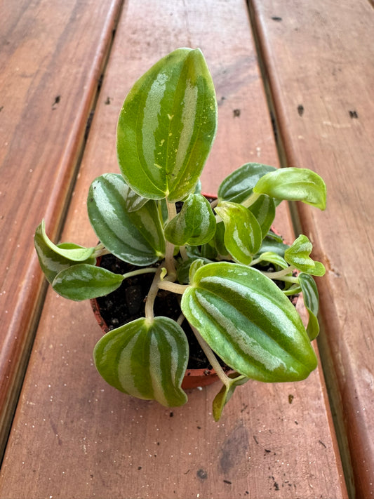 Peperomia Watermelon in 3-inch pot with round glossy green leaves striped like a watermelon rind, compact tropical houseplant