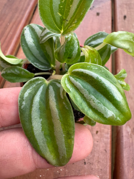 Peperomia Watermelon in 3-inch pot with round glossy green leaves striped like a watermelon rind, compact tropical houseplant