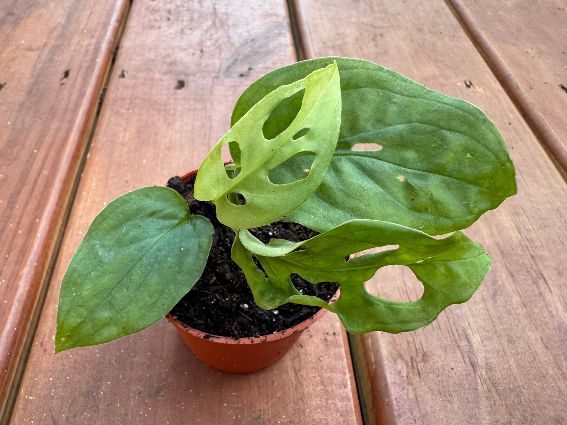 Monstera Obliqua in 3-inch pot with delicate paper-thin leaves and dramatic fenestrations, climbing tropical houseplant