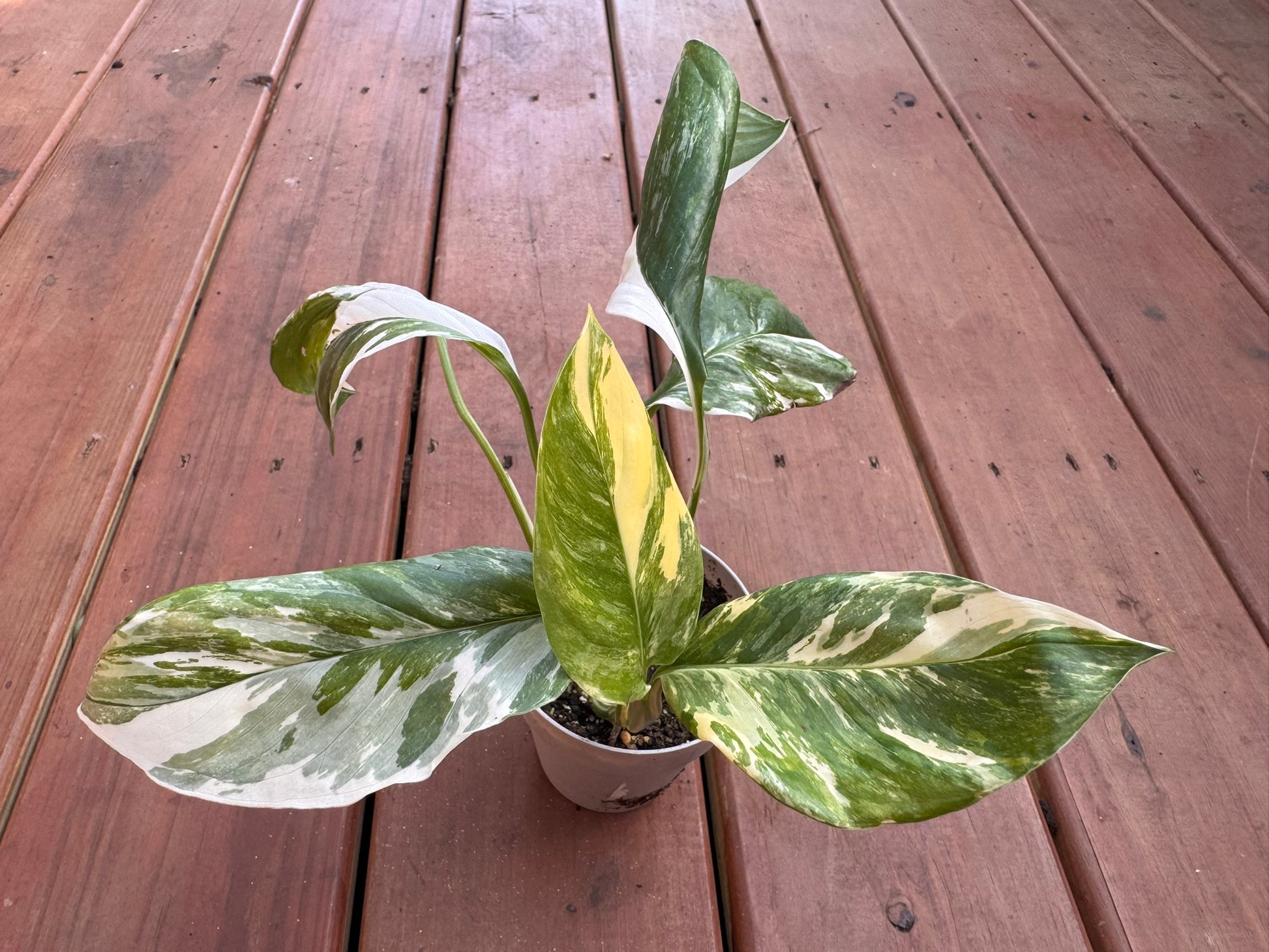 Monstera Lechleriana in 4-inch pot with elongated green leaves developing natural fenestrations, tropical climbing houseplant