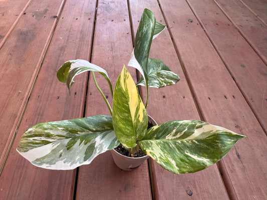 Monstera Lechleriana in 4-inch pot with elongated green leaves developing natural fenestrations, tropical climbing houseplant
