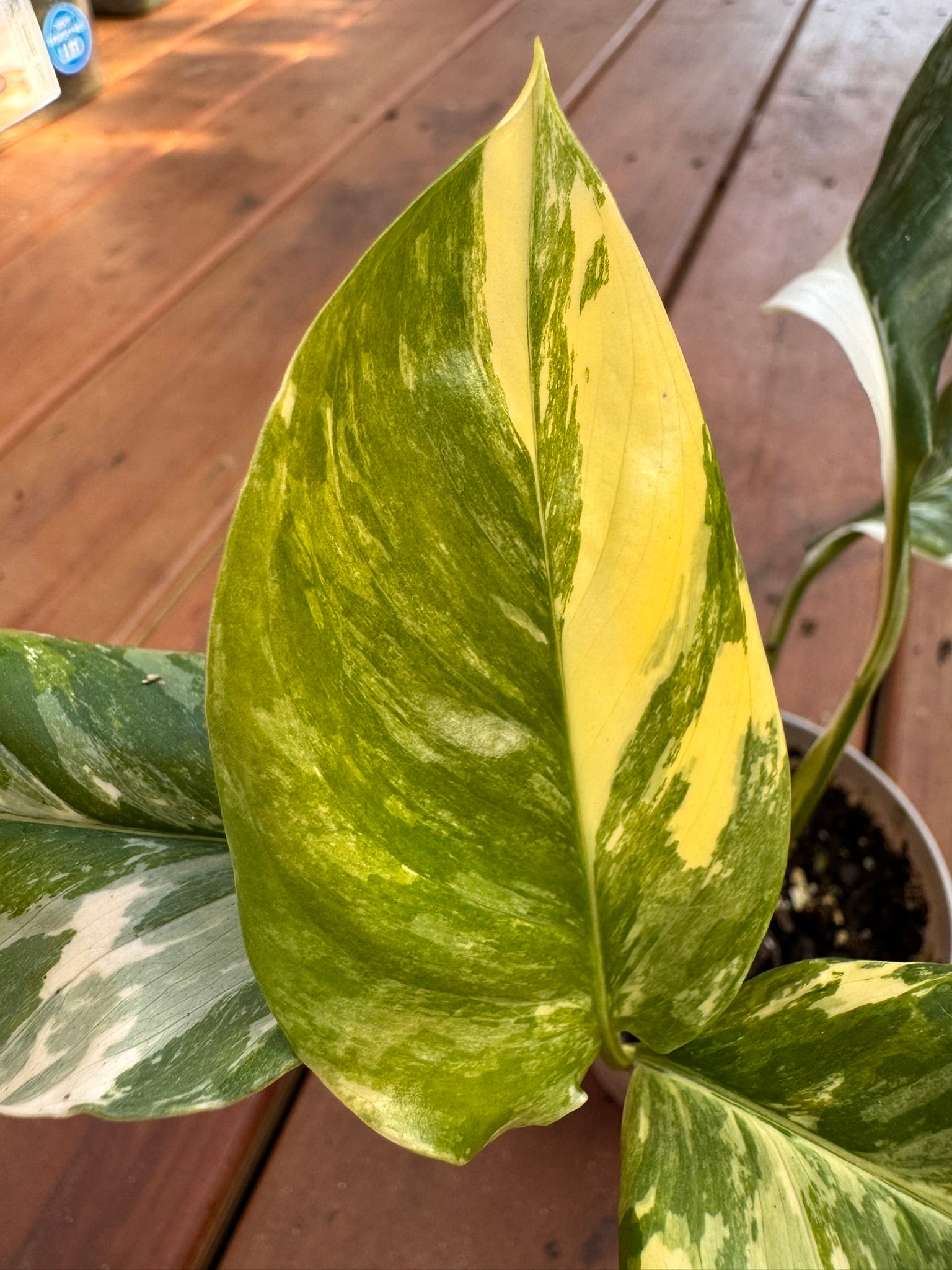Monstera Lechleriana in 4-inch pot with elongated green leaves developing natural fenestrations, tropical climbing houseplant