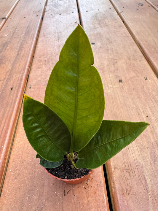 3" Anthurium Superbum