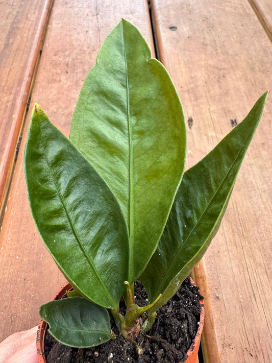 3" Anthurium Superbum