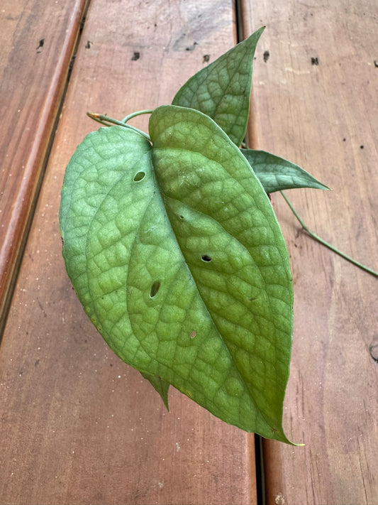 Amydrium Spiderman in 3-inch pot with elongated green leaves marked by bold web-like veins, climbing tropical houseplant