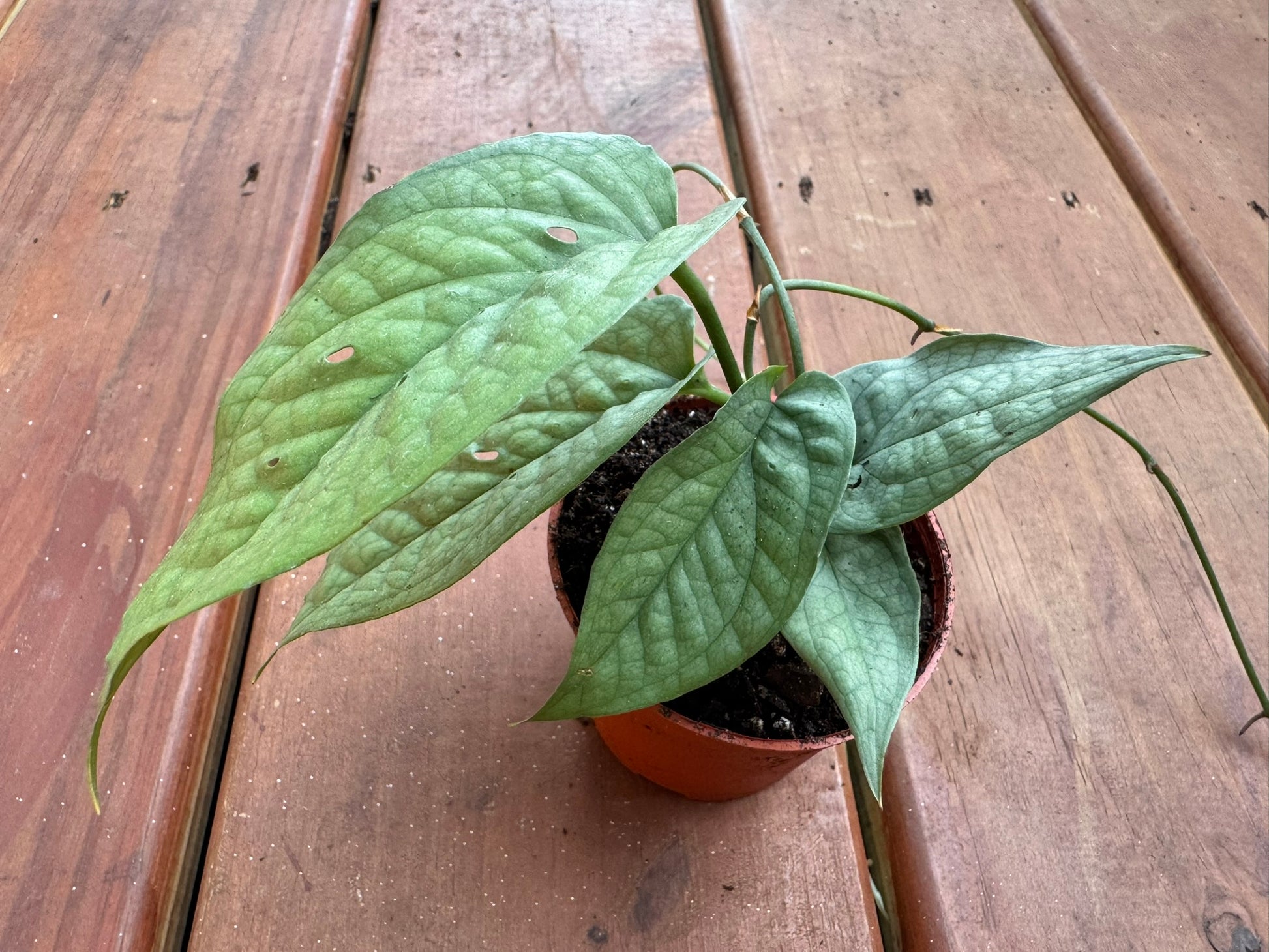 Amydrium Spiderman in 3-inch pot with elongated green leaves marked by bold web-like veins, climbing tropical houseplant