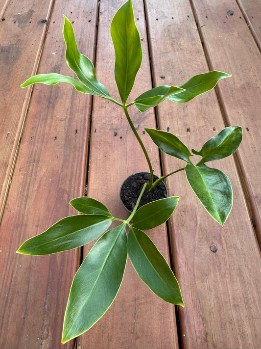 Philodendron Goeldii in 3-inch pot with whorled star-like green leaves, compact tropical philodendron houseplant