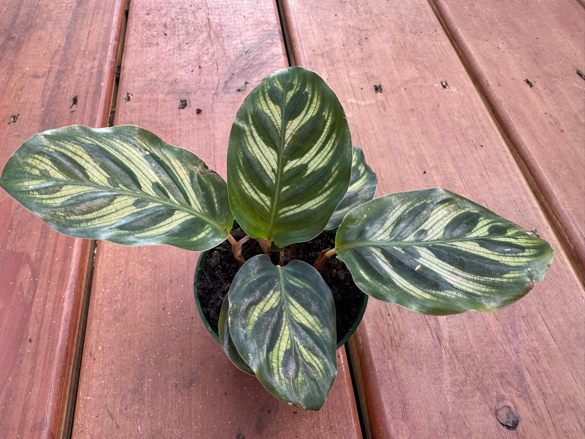 Calathea Makoyana in 3-inch pot with patterned green oval leaves and purple undersides, tropical prayer plant houseplant