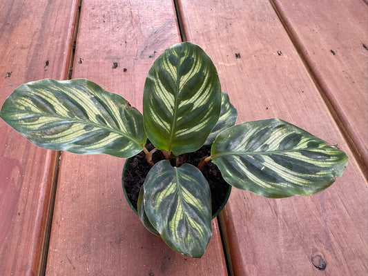 Calathea Makoyana in 3-inch pot with patterned green oval leaves and purple undersides, tropical prayer plant houseplant