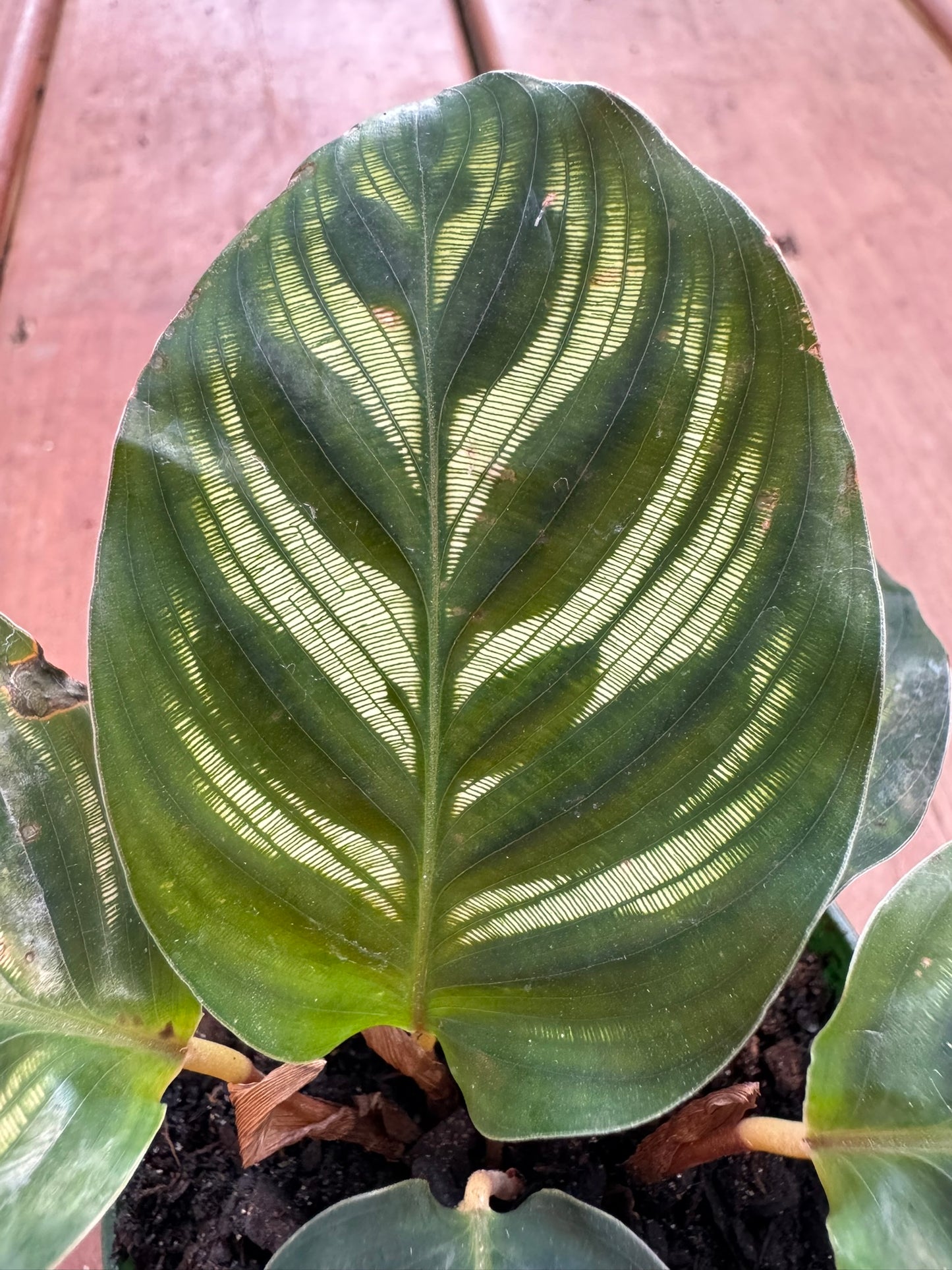 Calathea Makoyana in 3-inch pot with patterned green oval leaves and purple undersides, tropical prayer plant houseplant