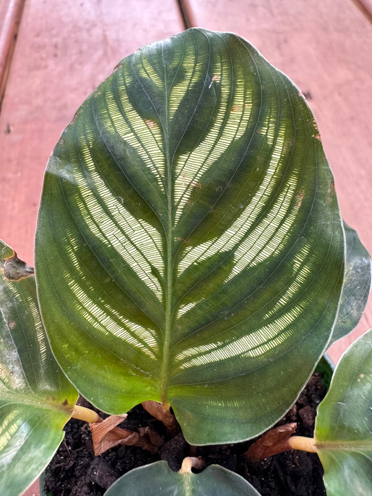 Calathea Makoyana in 3-inch pot with patterned green oval leaves and purple undersides, tropical prayer plant houseplant