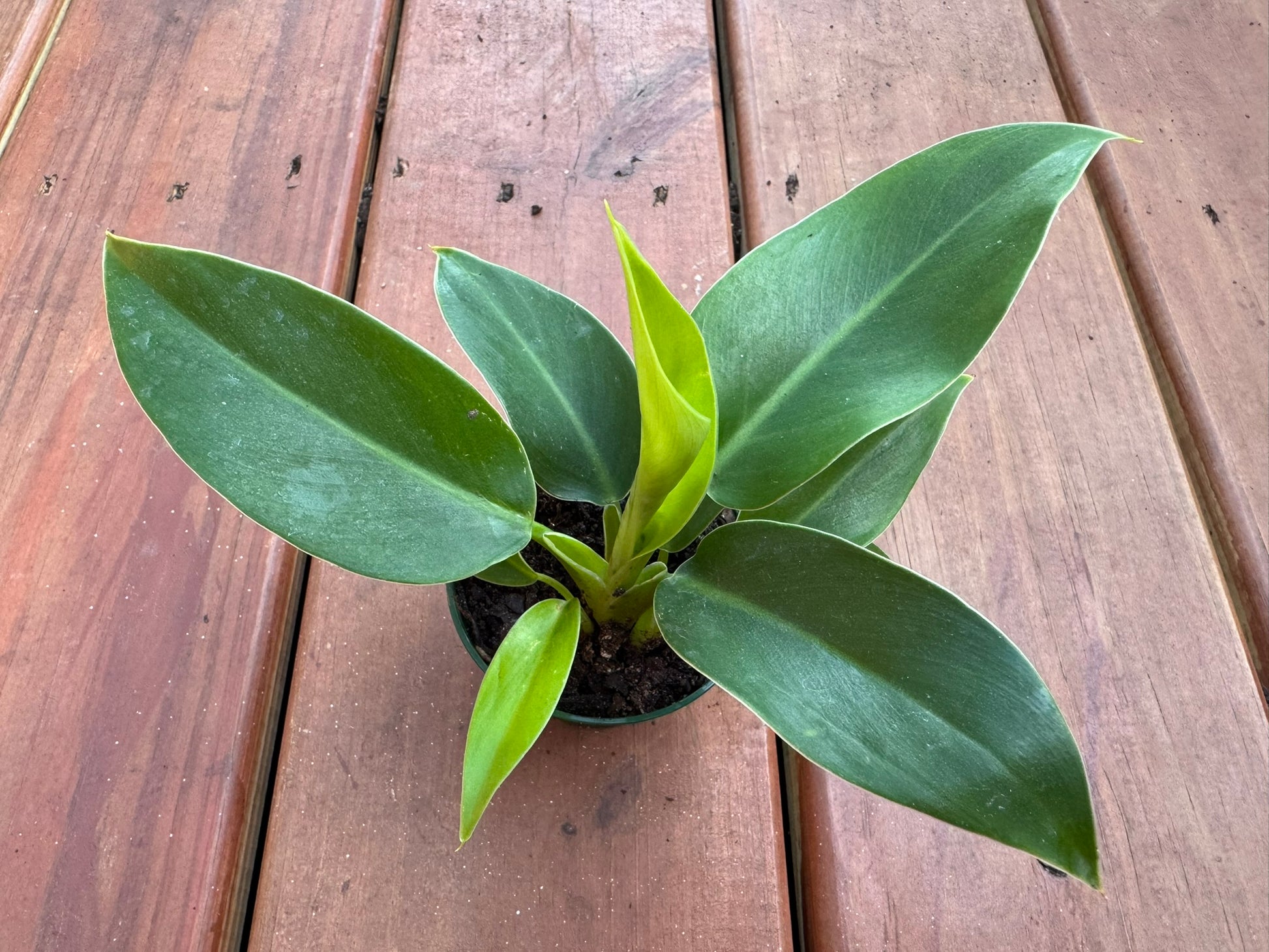 Philodendron Imperial Green in 3-inch pot with upright broad glossy green leaves, compact philodendron houseplant