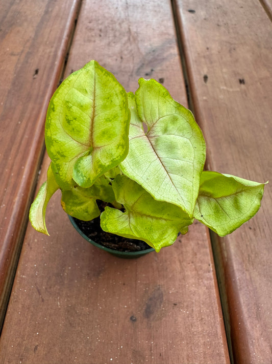 Syngonium Chiffon Allusion in 3-inch pot with pastel green arrow-shaped leaves brushed with soft pink, tropical arrowhead vine houseplant