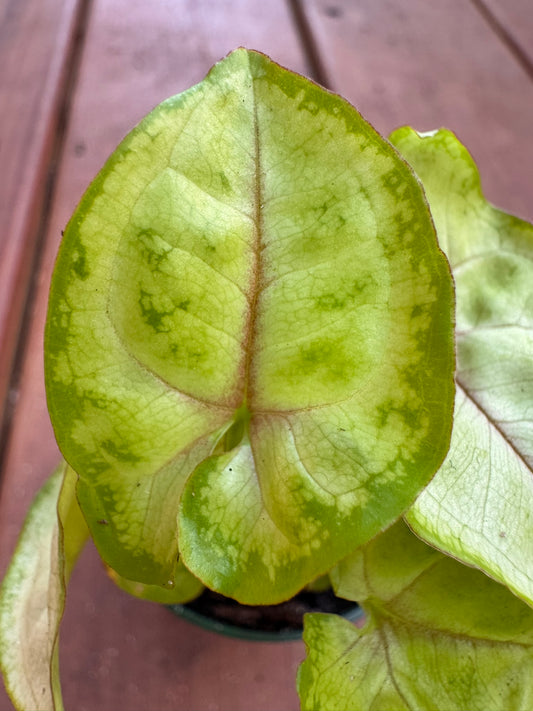 Syngonium Chiffon Allusion in 3-inch pot with pastel green arrow-shaped leaves brushed with soft pink, tropical arrowhead vine houseplant