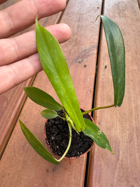 Philodendron Joepii in 3-inch pot with narrow elongated green leaves flaring at the tips, unusual tropical philodendron houseplant