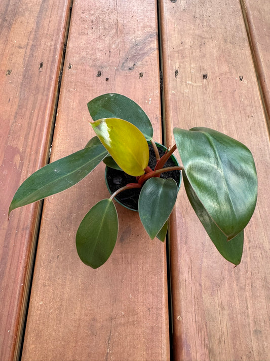 Philodendron Imperial Red in 3-inch pot with upright broad green leaves shifting to deep red, compact tropical philodendron houseplant