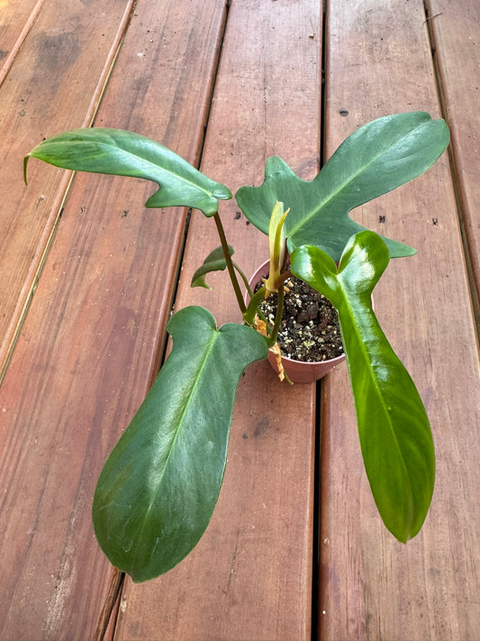 Philodendron Florida Green in 4-inch pot with bold lobed green leaves, fast-growing climbing philodendron houseplant