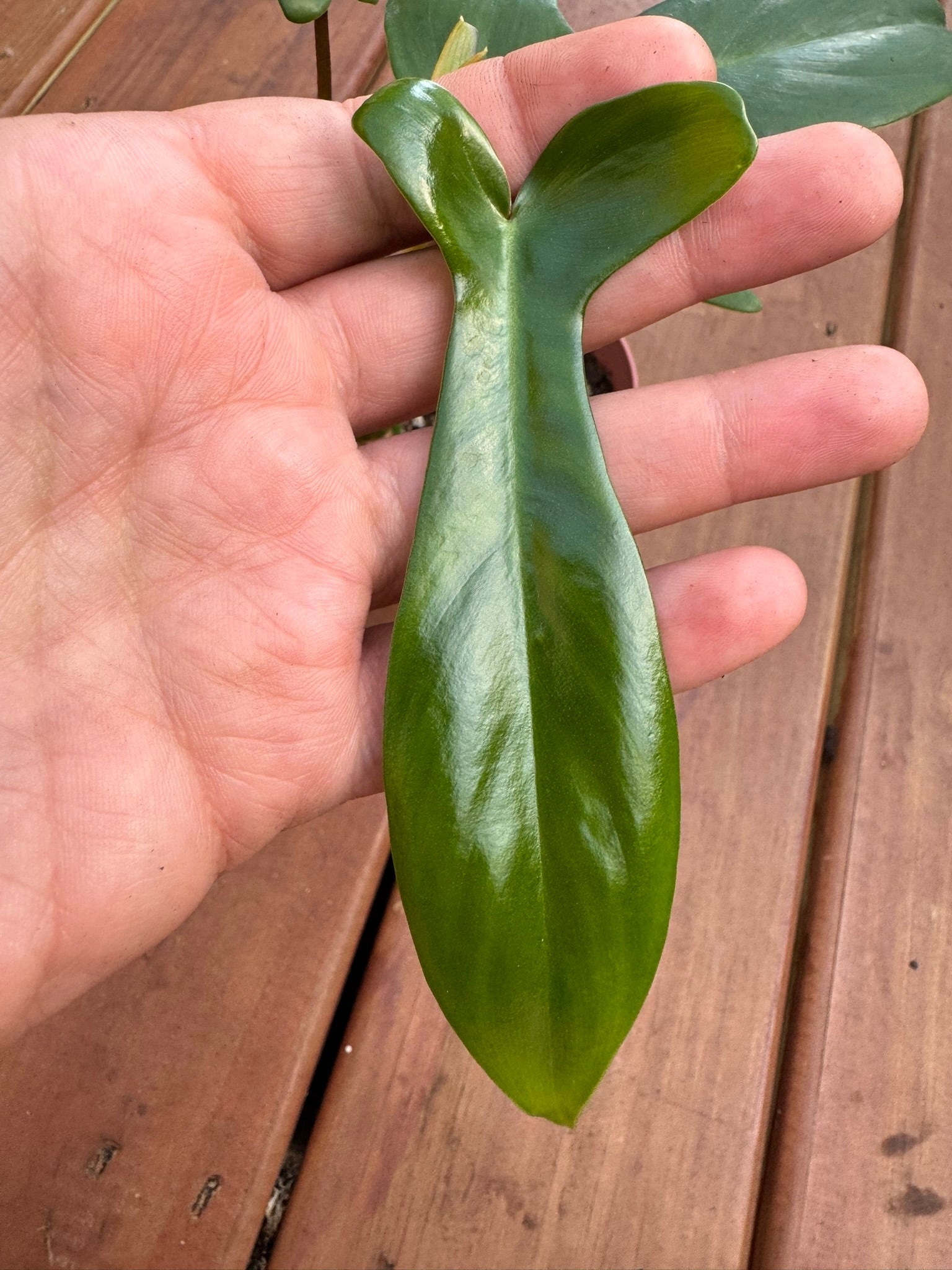 Philodendron Florida Green in 4-inch pot with bold lobed green leaves, fast-growing climbing philodendron houseplant