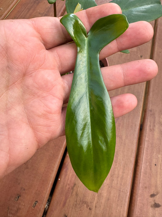 Philodendron Florida Green in 4-inch pot with bold lobed green leaves, fast-growing climbing philodendron houseplant